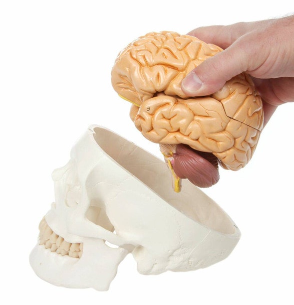 Axis Scientific Life-Size 3-Part Human Skull Model with Brain Model being taken out manually.