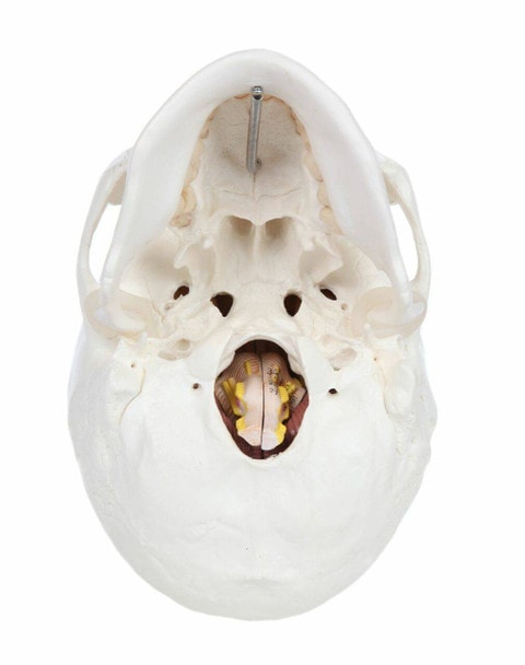 Axis Scientific 3-Part Life-Size Human Skull with 8-Part Brain - the underside with brain inside