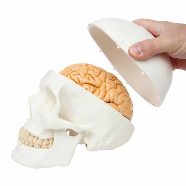 Axis Scientific Life-Size 3-Part Human Skull Model with skull cap being removed