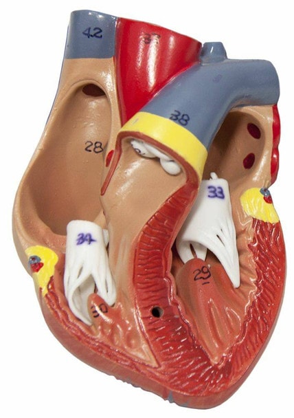 Axis Scientific 2-Part Heart bisected to show heart cavity