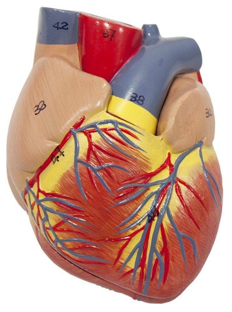 Axis Scientific 2-Part Heart