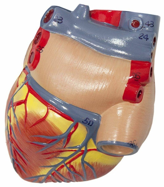 Axis Scientific 2-Peart heart model displaying auricles and pulmonary vein.