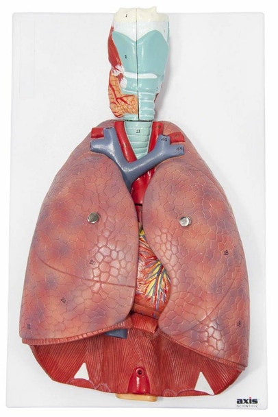 Axis Scientific 7-Part Human Lung and Respiratory System 3/4 Life-Size