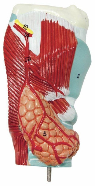Axis Scientific 2-part larynx.