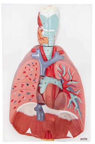 Axis Scientific 7-Part Human Lung and Respiratory System 3/4 Life-Size close up of respiratory system