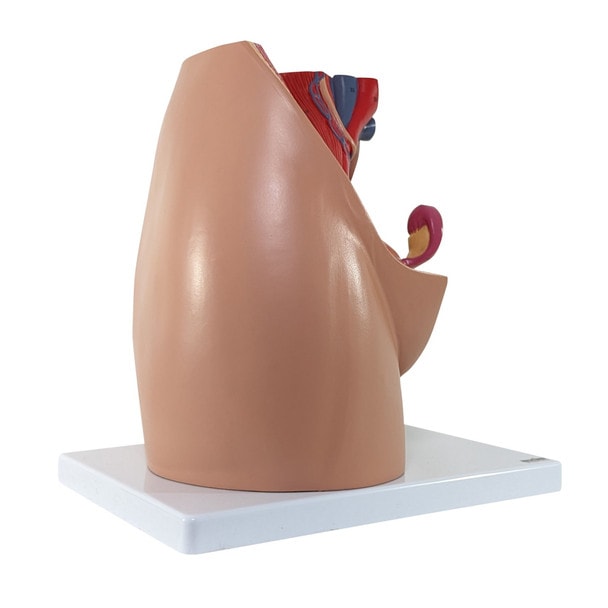 Side Front View of Axis Scientific 3-Part Female Pelvis
