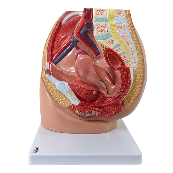 Side View of Axis Scientific 3-Part Female Pelvis