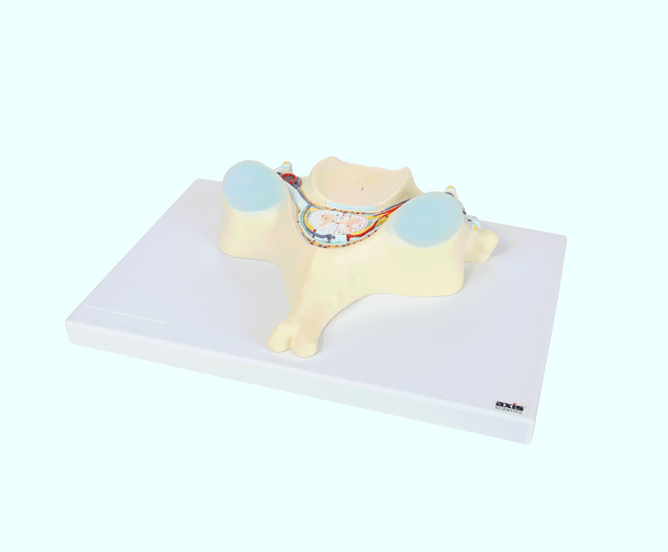 Axis Scientific 5th Cervical Vertebra