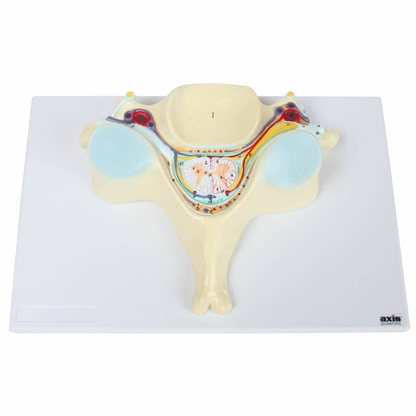Axis Scientific 5th Cervical Vertebra