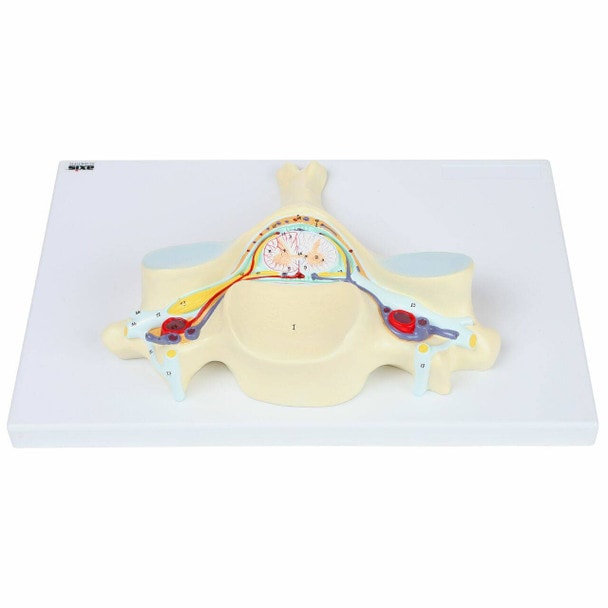 Axis Scientific 5th Cervical Vertebra