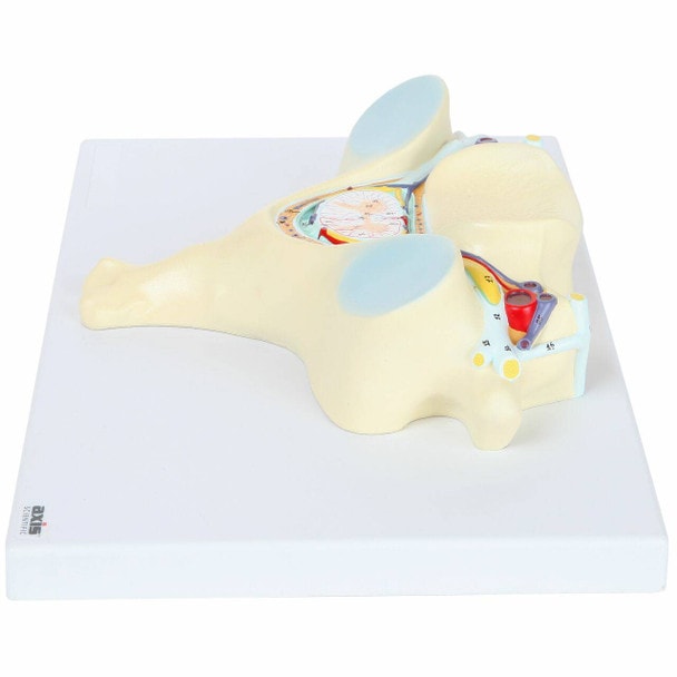 Axis Scientific 5th Cervical Vertebra