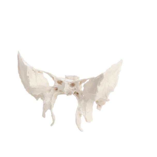 Axis Scientific Sphenoid Bone