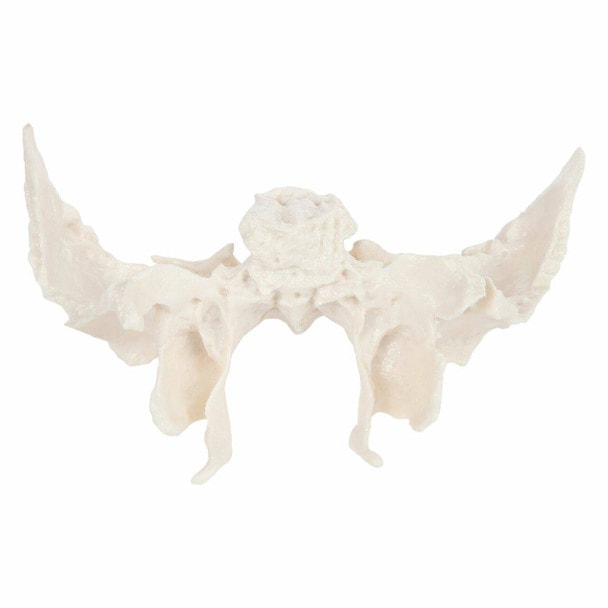 Axis Scientific Sphenoid Bone