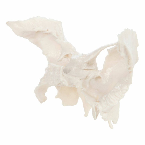Axis Scientific Sphenoid Bone