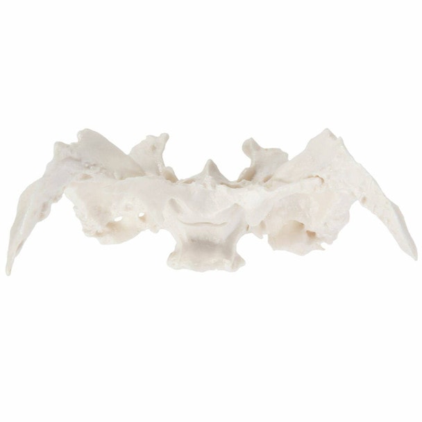 Axis Scientific Sphenoid Bone