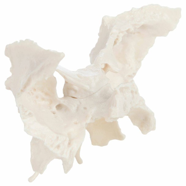 Axis Scientific Sphenoid Bone