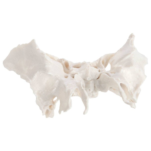 Axis Scientific Sphenoid Bone