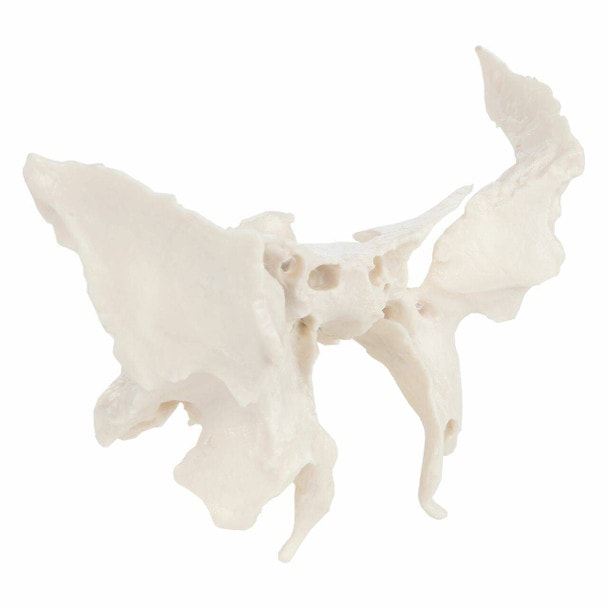 Axis Scientific Sphenoid Bone