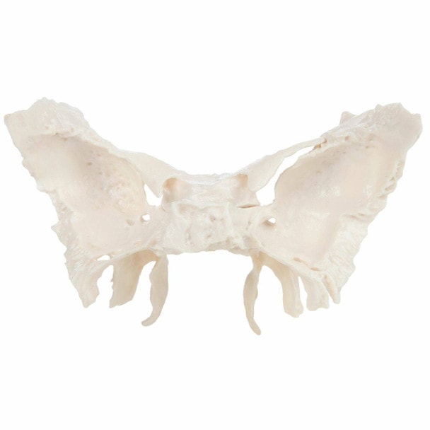 Axis Scientific Sphenoid Bone