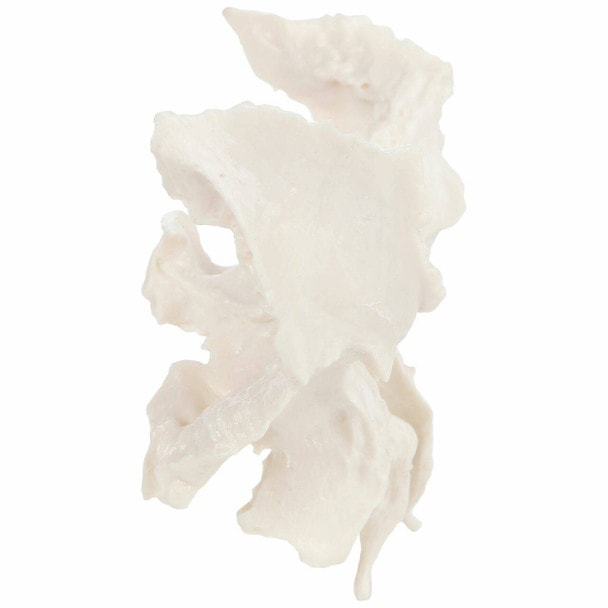 Axis Scientific Sphenoid Bone