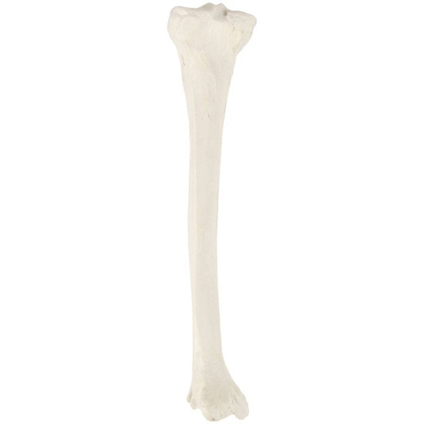 Axis Scientific Tibia Bone