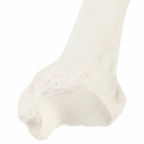 Axis Scientific Tibia Bone
