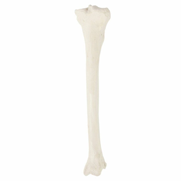 Axis Scientific Tibia Bone