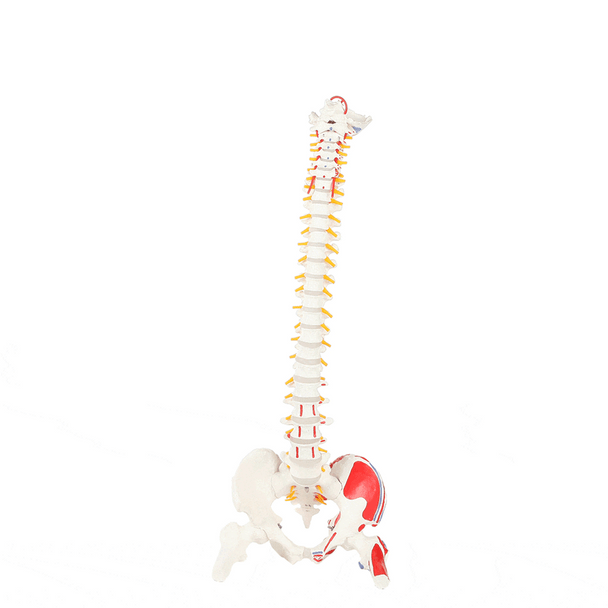 Axis Scientific Painted Flexible Vertebral Column with Femur Heads