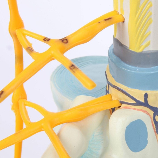 Axis Scientific Thoracic Vertebrae with Enlarged Spinal Cord