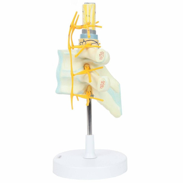 Axis Scientific Thoracic Vertebrae with Enlarged Spinal Cord