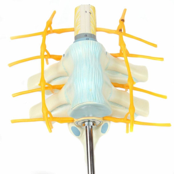 Axis Scientific Thoracic Vertebrae with Enlarged Spinal Cord