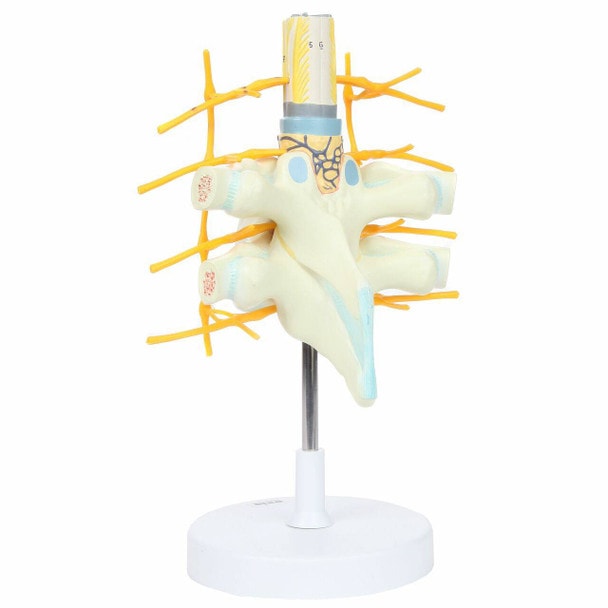 Axis Scientific Thoracic Vertebrae with Enlarged Spinal Cord