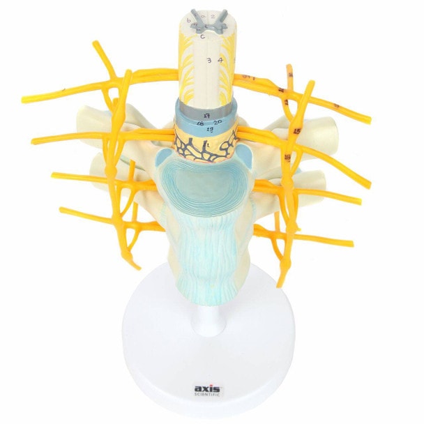 Axis Scientific Thoracic Vertebrae with Enlarged Spinal Cord