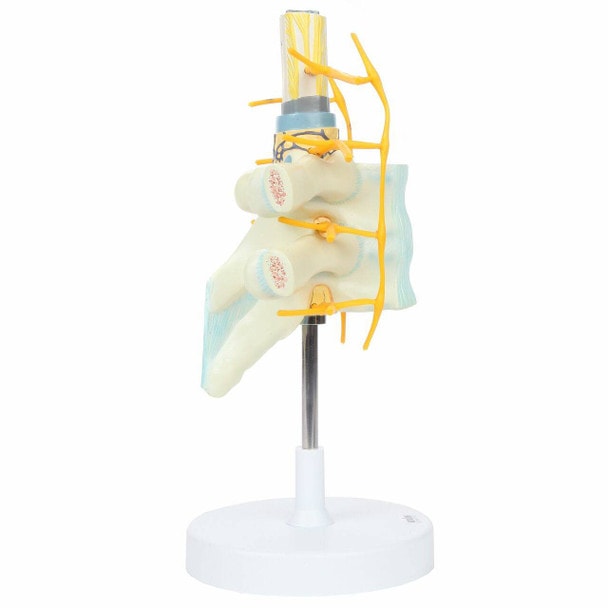 Axis Scientific Thoracic Vertebrae with Enlarged Spinal Cord
