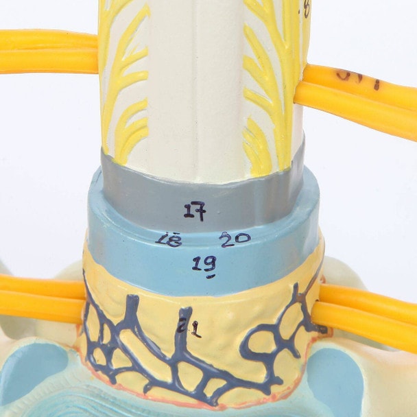 Axis Scientific Thoracic Vertebrae with Enlarged Spinal Cord