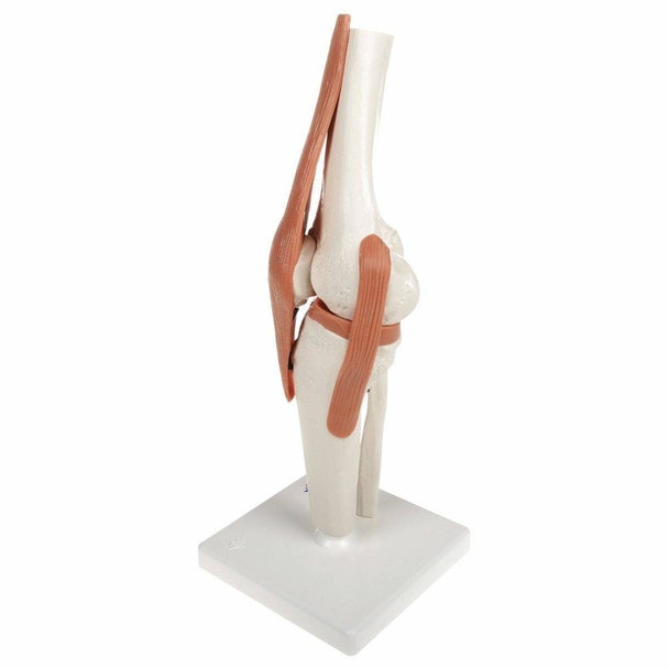 Functional Knee Joint Anatomy Model