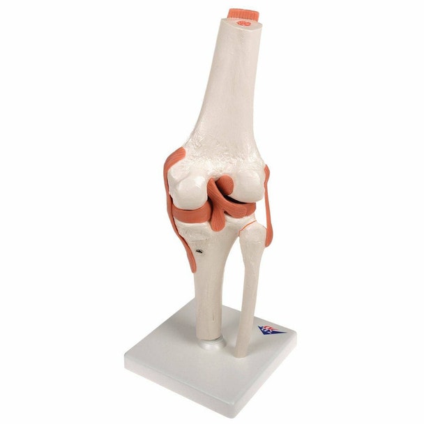 Functional Knee Joint Anatomy Model