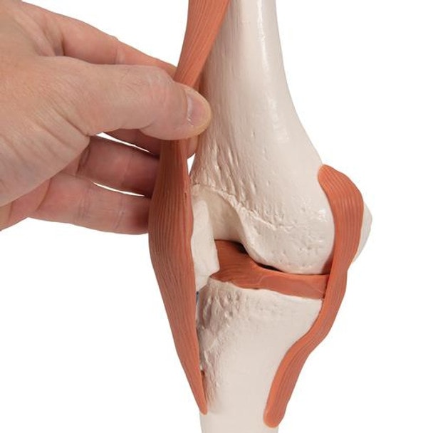Functional Knee Joint Anatomy Model