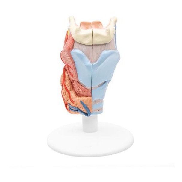 Human Larynx Anatomy Model