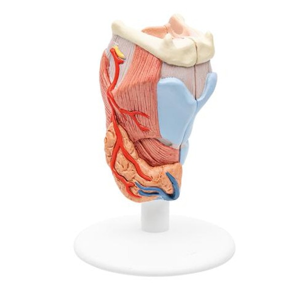 Human Larynx Anatomy Model