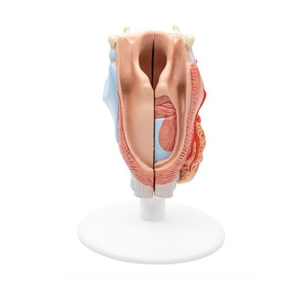 Human Larynx Anatomy Model