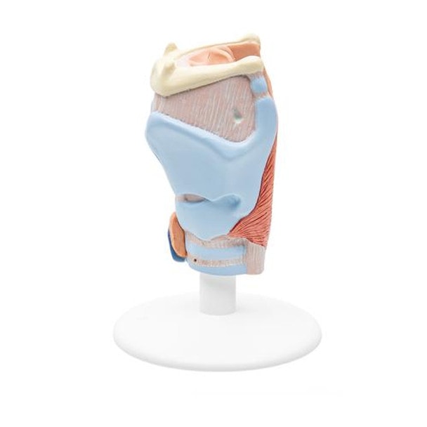 Human Larynx Anatomy Model