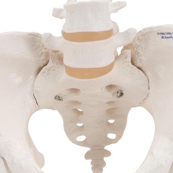 Female Pelvic Skeleton Anatomy Model