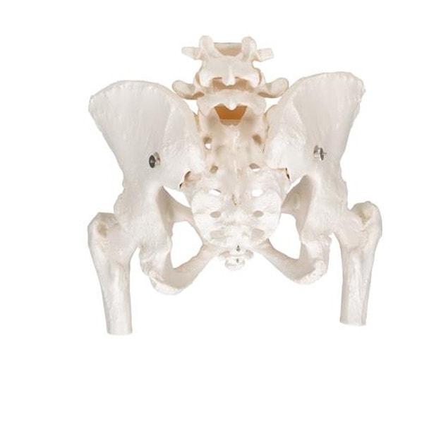 Female Pelvic Skeleton Anatomy Model
