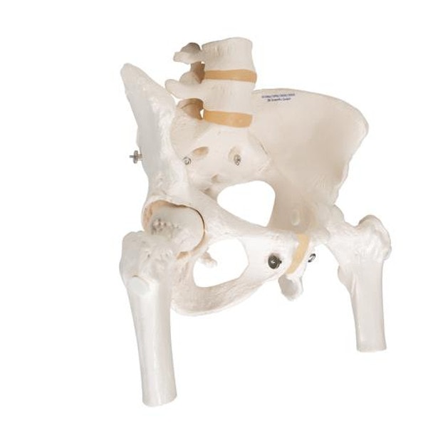 Female Pelvic Skeleton Anatomy Model