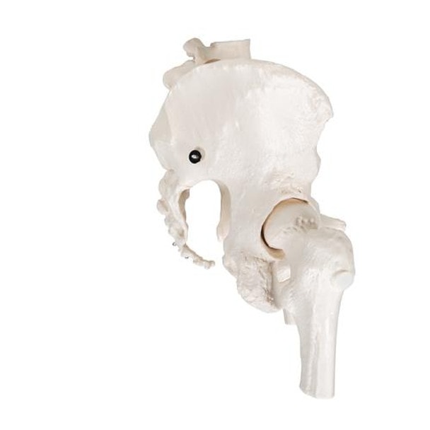 Female Pelvic Skeleton Anatomy Model