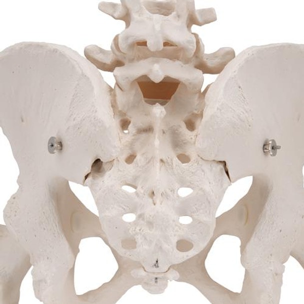 Female Pelvic Skeleton Anatomy Model