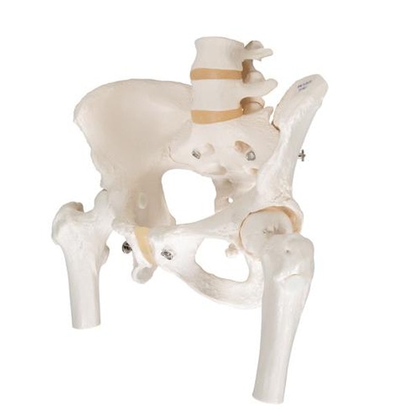 Female Pelvic Skeleton Anatomy Model