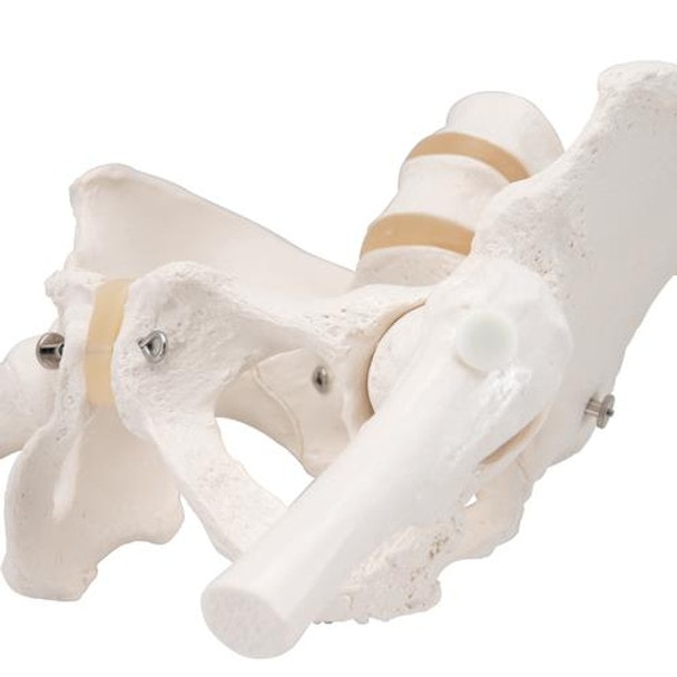 Female Pelvic Skeleton Anatomy Model