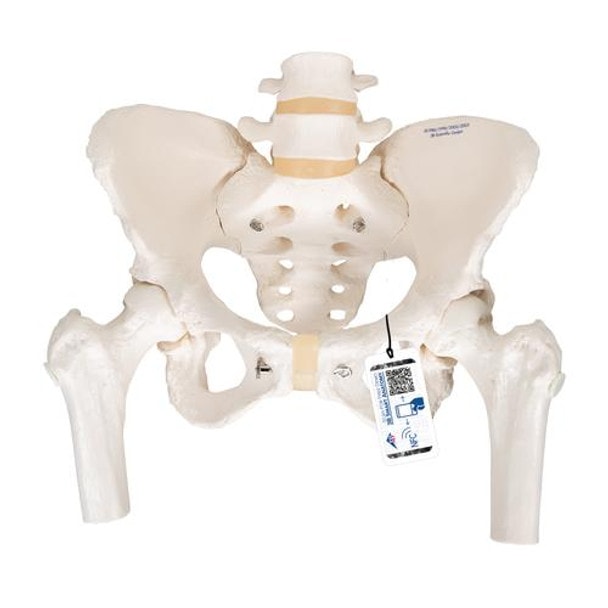 Female Pelvic Skeleton Anatomy Model